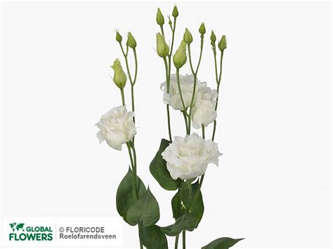 Photo Eustoma Russellianum Gevuldbloemig Celeb White Global Flowers