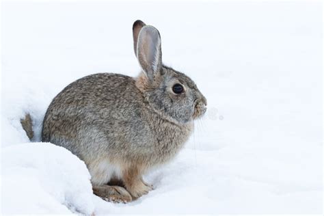 Cottontail Rabbit In Snow Stock Image Image Of Snow 14880731