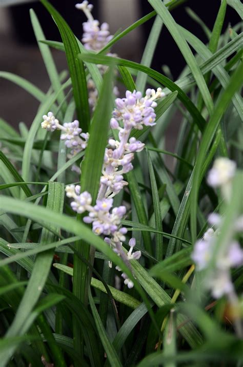 Liriope Spicata Creeping Lilyturf Creeping Liriope Lilyturf Monkey