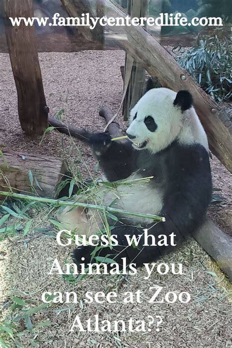 Love Zoos Then You Need To Visit Zoo Atlanta Atlanta Zoo Panda Zoo