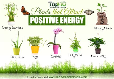 10 Plants That Attract Positive Energy Top 10 Home Remedies