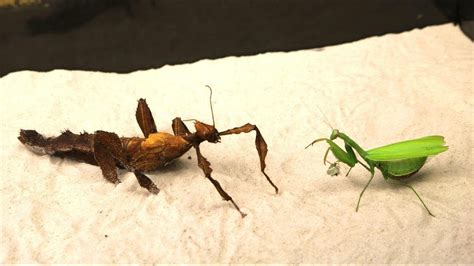 Whats The Difference Between A Praying Mantis And A Walking Stick The