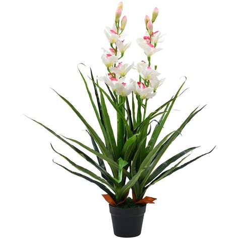 White Cymbidium Orchid Plant Italian Flora