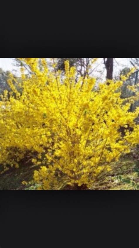 Forsythia bushes provide a bright & sunny splash of yellow that creates a cheerful burst of color in the spring. Lovely yellow spring flowering shrub | Flowering shrubs ...