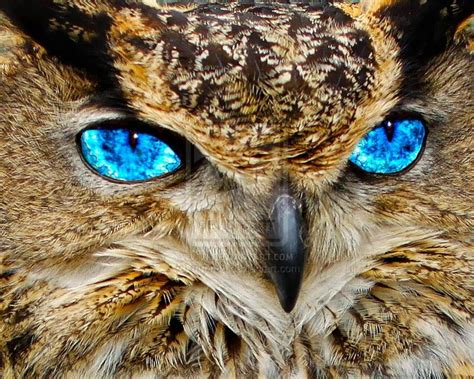 Coruja Blue Eyed Owl Kék Szemű Bagoly Owl Beautiful Owl Power Animal