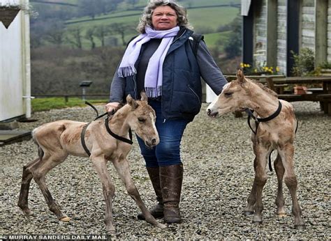 Mare Gives Birth To The Second Successive Set Of Twins In Only 2 Years