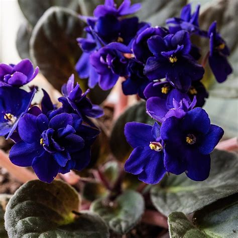 Buy African Violet Saintpaulia Top Dark Blue £639 Delivery By Crocus