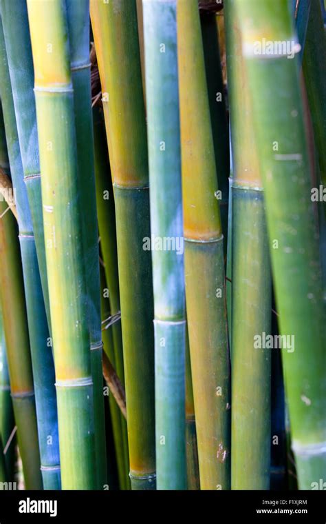 Closeup View Of Royal Bamboo Wong Chuk Bamboo Stalks Stock Photo Alamy