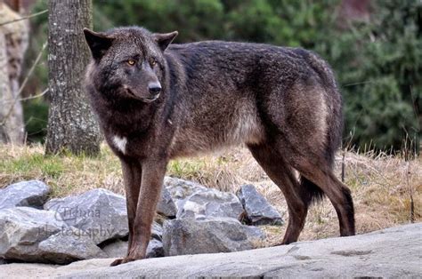 Eastern Gray Wolf New Pleistocene Speculative Evolution Wiki Fandom