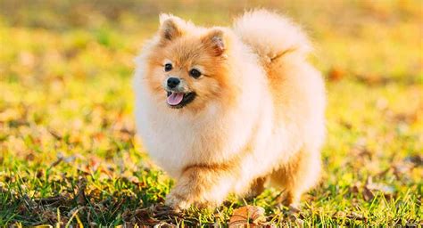 Most Popular Miniature Dog Breeds Dog Bread