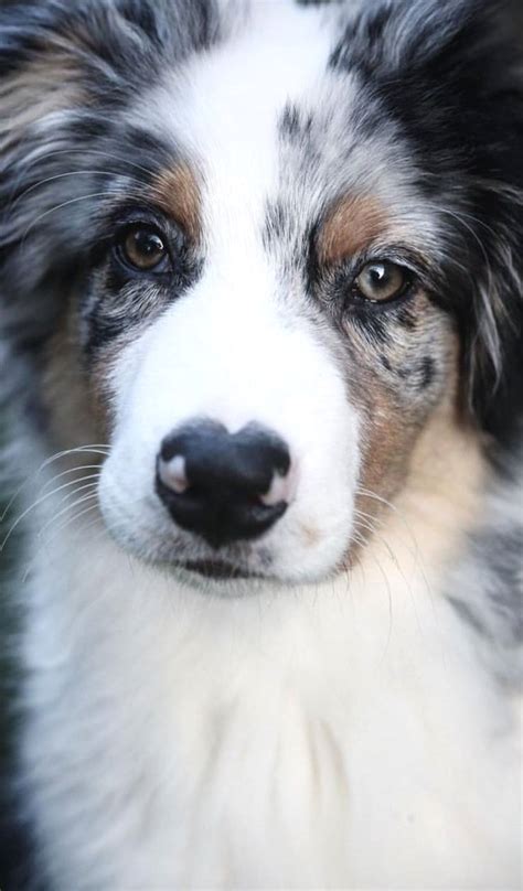 pin von linda sims auf ♥ australian shepherds ♥ australien