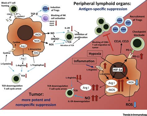the nature of myeloid derived suppressor cells in the tumor microenvironment trends in immunology