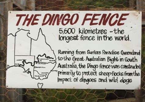 The Longest Fence In The World Is The Dingo Fence In Australia Dingo