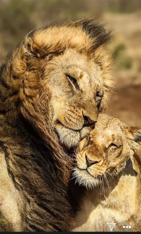 Pin By Ritesh Tiwari On Animals Romantic Animals Lion Love Lion