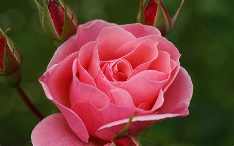 Rosas Rosas Hermosas Imagui