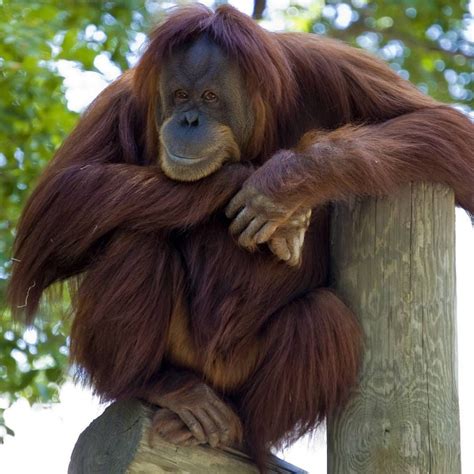 Cheeky Orangutan At Como Zoo St Paul Mn Oc 1080x1080 Primates Como