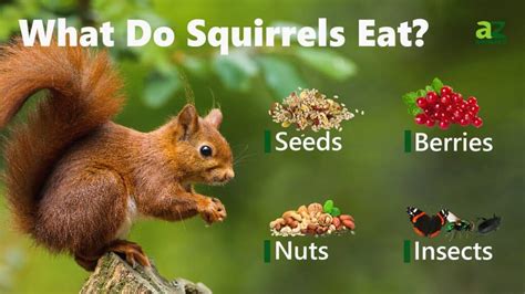What Do Squirrels Eat A Z Animals