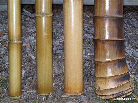 Beautiful Bamboo Photos Of Designer Quality Polished Bamboo Poles