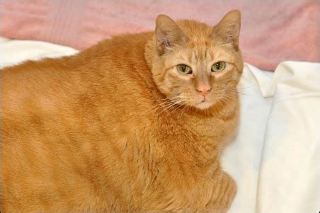 Our neighbor's tabby once gobbled up half a loaf of stale bread i had left out for the birds. 33 Pound Sponge Bob Loses Weight And Gets Fit With A ...
