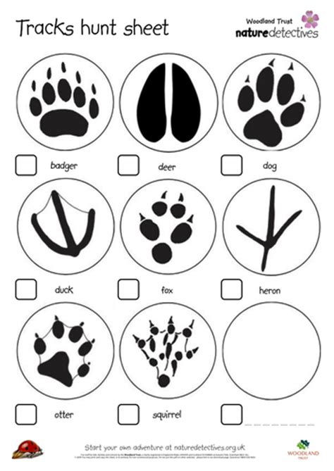 Hunt Animal Tracks Teaching Resources