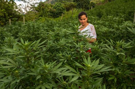 With Rebels Gone Colombia Jumps Into The Pot Industry The New York Times