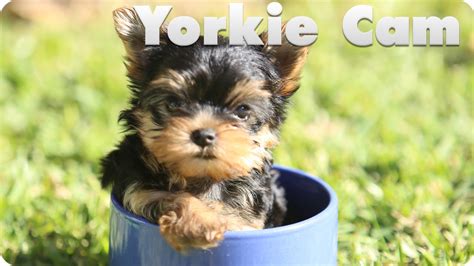 We recommend upgrading your browser to the latest version by clicking here or using one of our. Yorkie Puppy Cam - YouTube