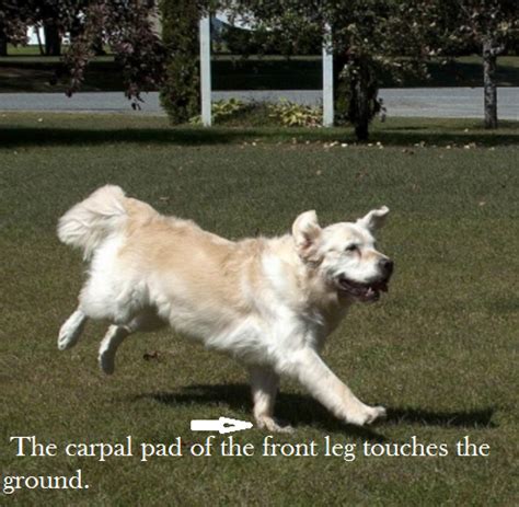 He has one each on the lateral side of his front legs and each one is about an inch above his carpal pads. Discovering The Function of a Dog's Carpal Pads - Daily ...