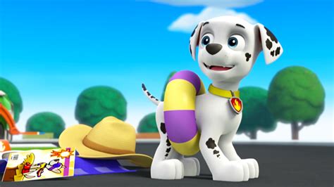 Apollo The Super Pupgallerypups Save A Pool Day Paw Patrol Wiki