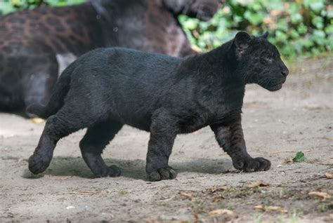 Baggrunde Dyreliv Baby Dyr Black Panther Jaguar Pantere Unger
