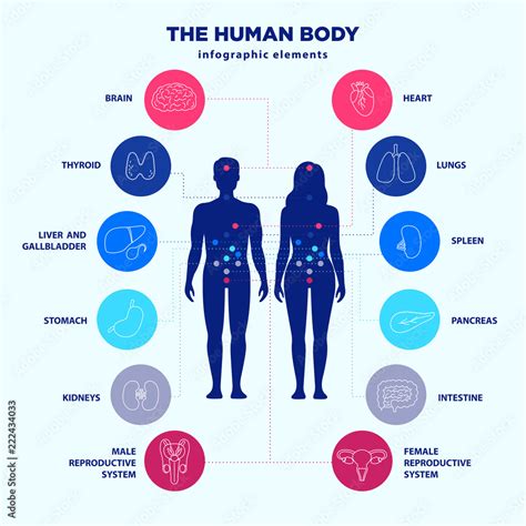 Human Body Infographic Elements Male And Female Silhouettes And