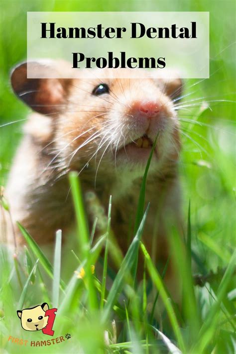 Hamster Teeth Problems What They Are And How To Treat Them Hamster