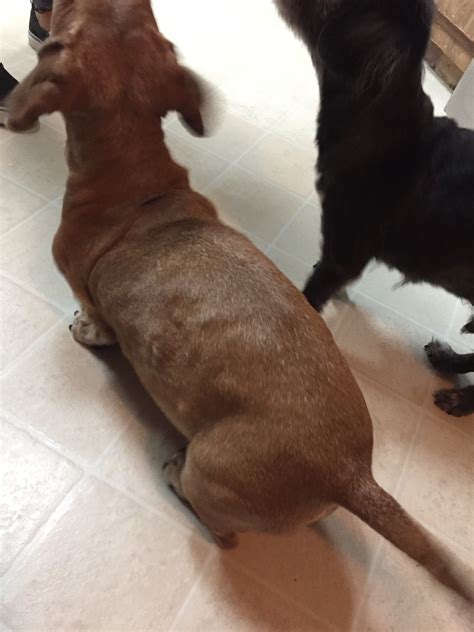 My Dachshund Recently Started Growing Small Bumps Under Skin Its Been