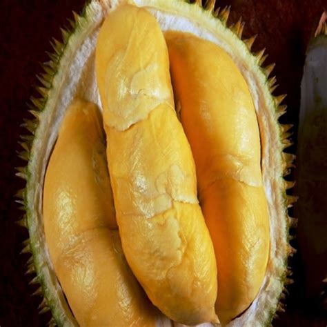 20 Manfaat Dan Khasiat Durian Bokor Untuk Kesehatan