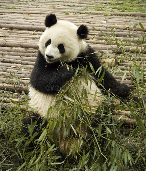 Giant Pandas Bears Stock Photo Image Of Nature China 7127358