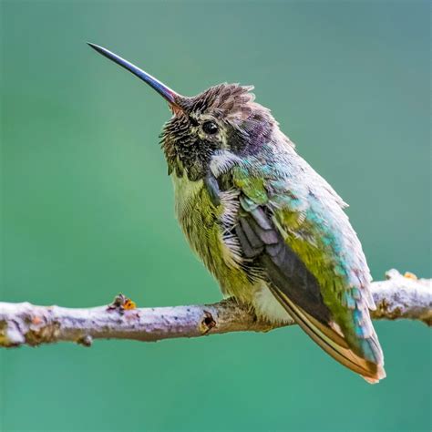 How long do hummingbirds live?