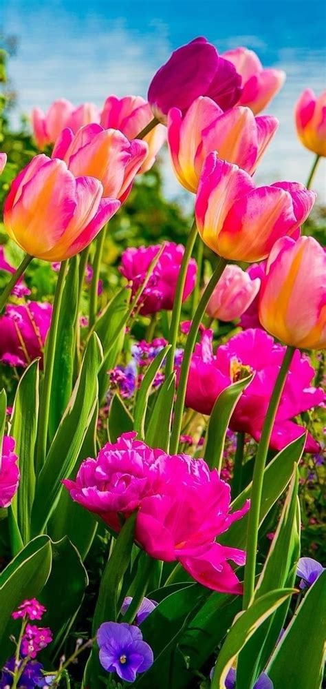 pin by ~🌸~ michele on screen savers wallpaper and facebook covers tulips garden beautiful