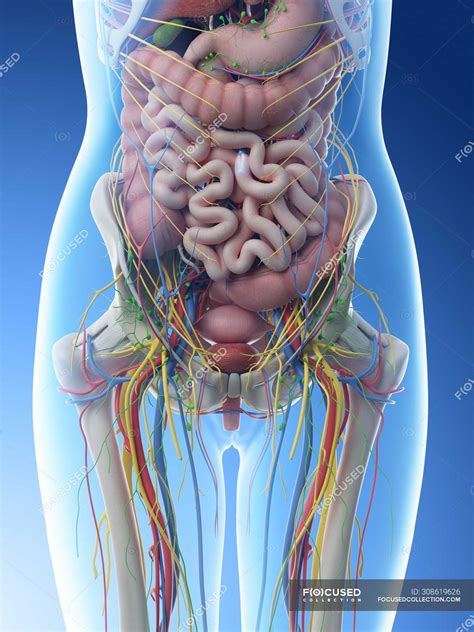 Understand the origins of the external genitalia. Anatomy Of Internal Organs Female : Female Internal Organs High Resolution Stock Photography And ...