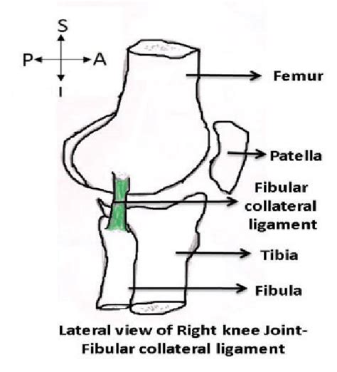 Fibular Lateral Collateral Ligament Of Knee Joint Download Scientific Diagram