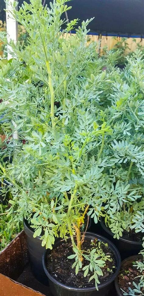 Ruda Plant Common Rue Herb Of Grace Live Plant 5 To 7 Inches Etsy