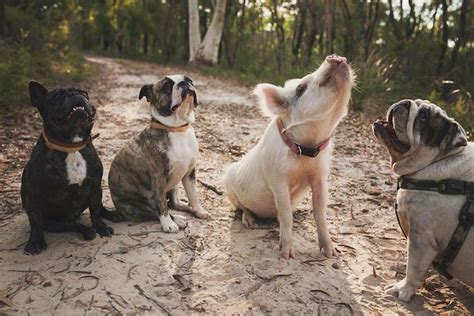 Adorable Pig Grows Up Bonding With Dogs Thinks Shes A Puppy Too