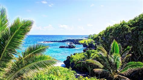 Green Coconut Trees Tropical Water Tropical Forest Hawaii Isle Of