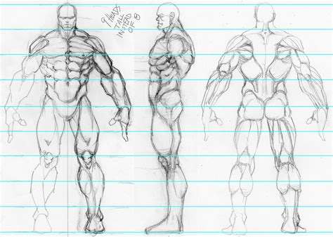 Muscles Proporções Humanas Anatomia Para Artistas Modelagem De