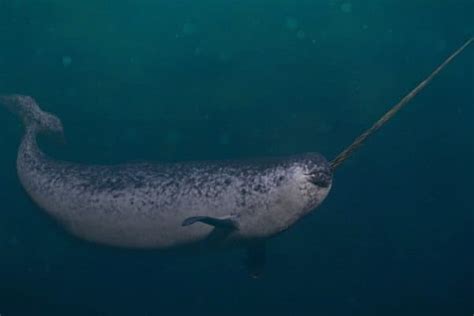 Narwhal Fish Facts Monodon Monoceros Az Animals