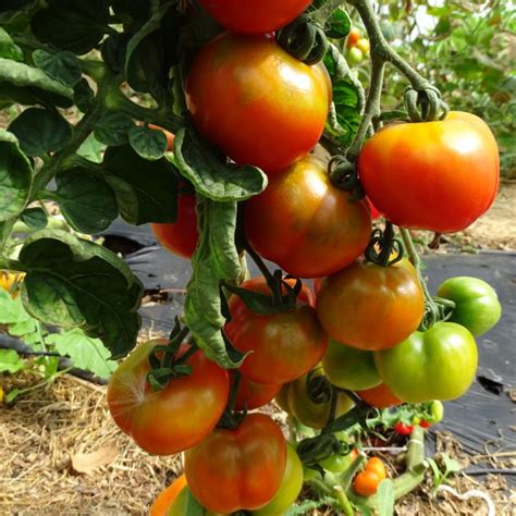 Plants Tomates Monda Montfavet Ancienne 100 Bio Plantzone