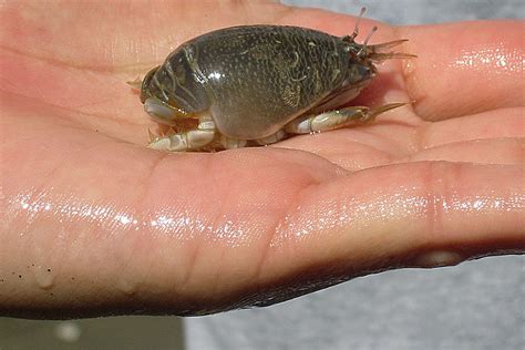 Outer Banks Sand Fleas Pest Phobia