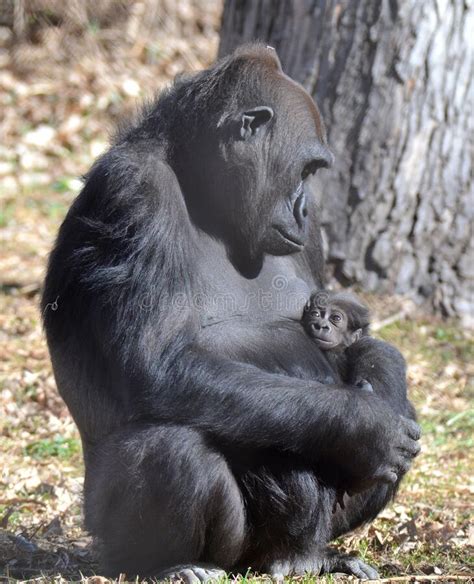 Mother Gorilla Taking Care Of Her Newborn Baby Stock Photo Image Of