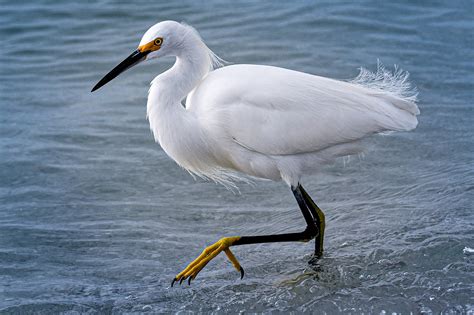 Bird Of The Week Snowy Egret Your Observer