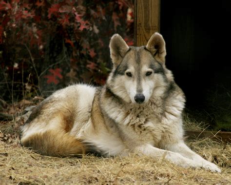 Though the connotations associated with the wolf from ages past still lingers, the view of the wolf today is constantly evolving. Wolf - Wildlife Rescue & Rehabilitation