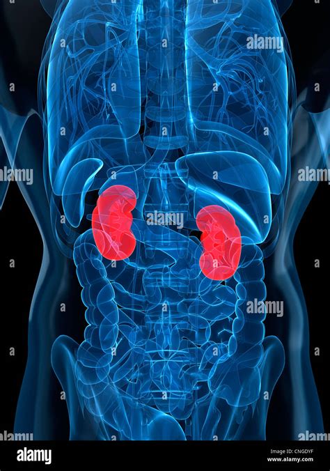 Healthy Kidneys Stock Photos And Healthy Kidneys Stock Images Alamy