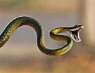 Segundo especialistas, algumas serpentes podem "rastejar" pelo ar ...